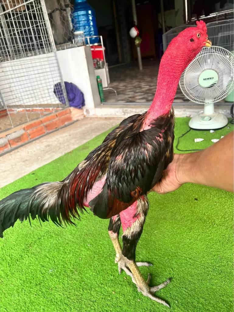 A Tín 2