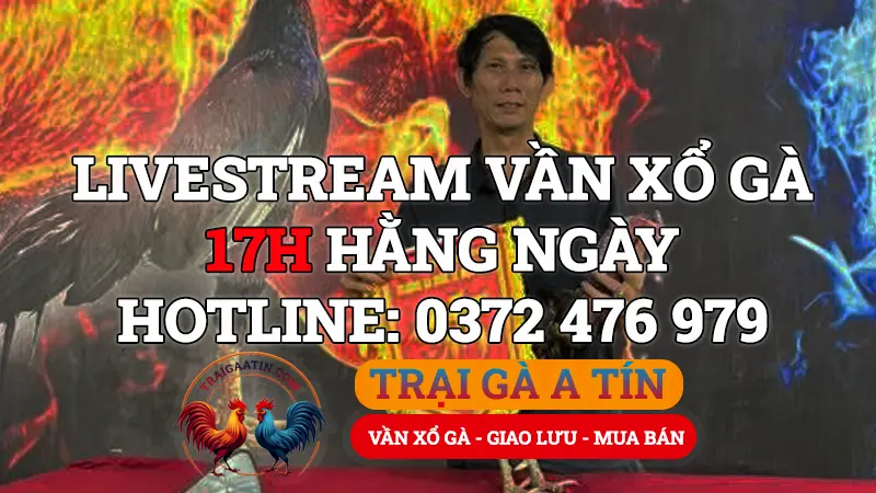 Video Đá Gà Ngày 07/06/2025 - Xem Lại Vần Xổ Gà Trực Tiếp